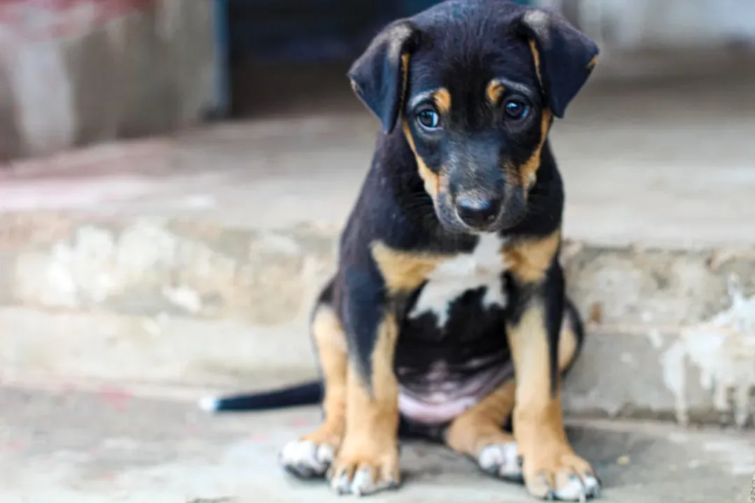 #6 - The Silent Language: Ears, Eyes, and Tail That Give It Away (Image Credits: Unsplash)