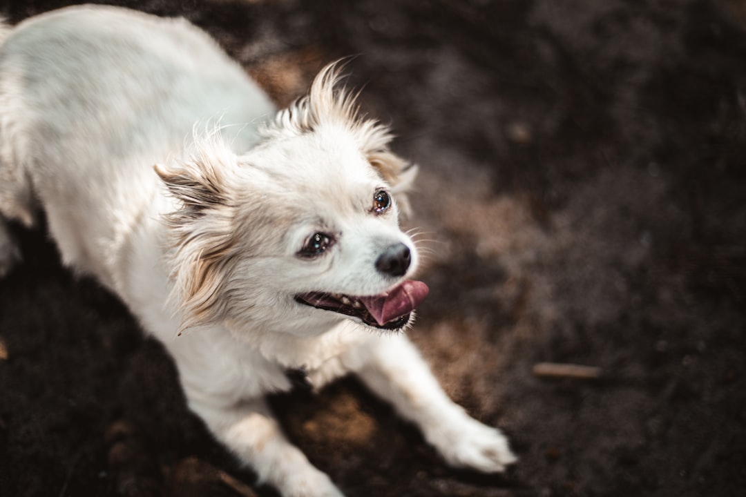 Mixed Breed Puppies - The Surprise Packages (Image Credits: Unsplash)