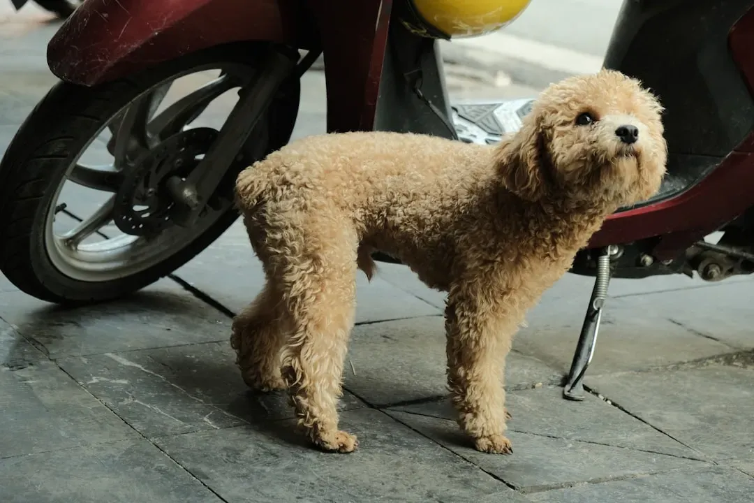 6. Poodle: Way More Than Just a Pretty Coat (Image Credits: Unsplash)
