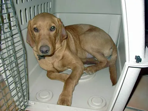 They Enter Calmly Without Hesitation (Image Credits: Wikimedia)