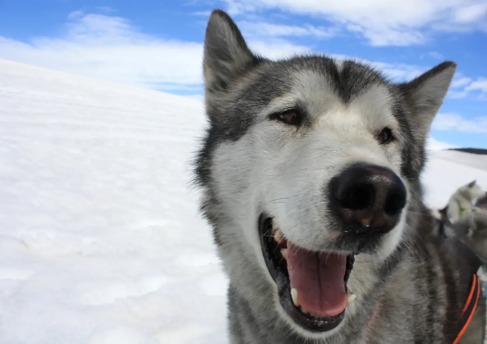 9. Humping Is Usually About Excitement, Not Sexuality (Image Credits: Wikimedia)