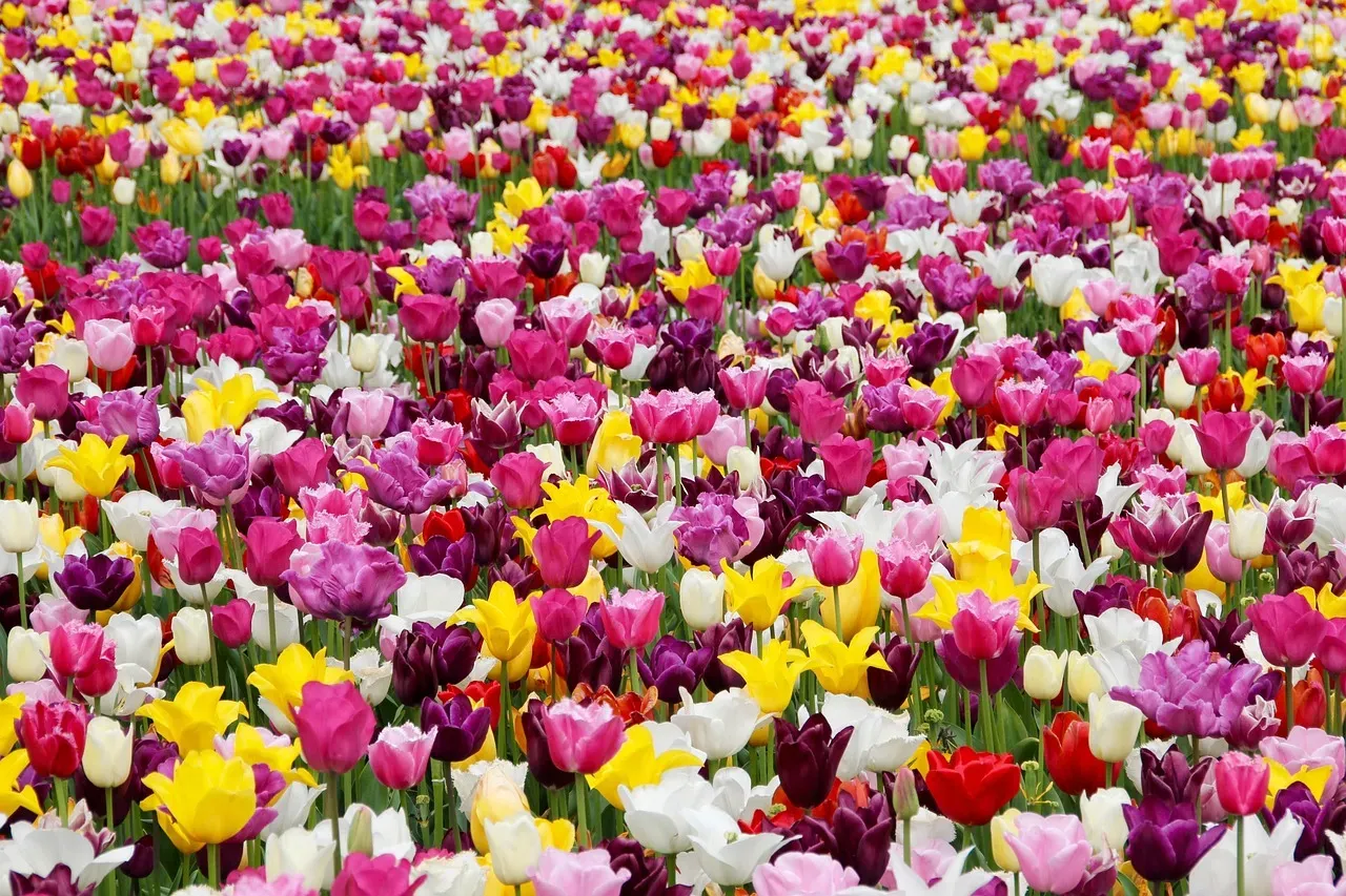 Tulips and Daffodils (Image Credits: Pixabay)