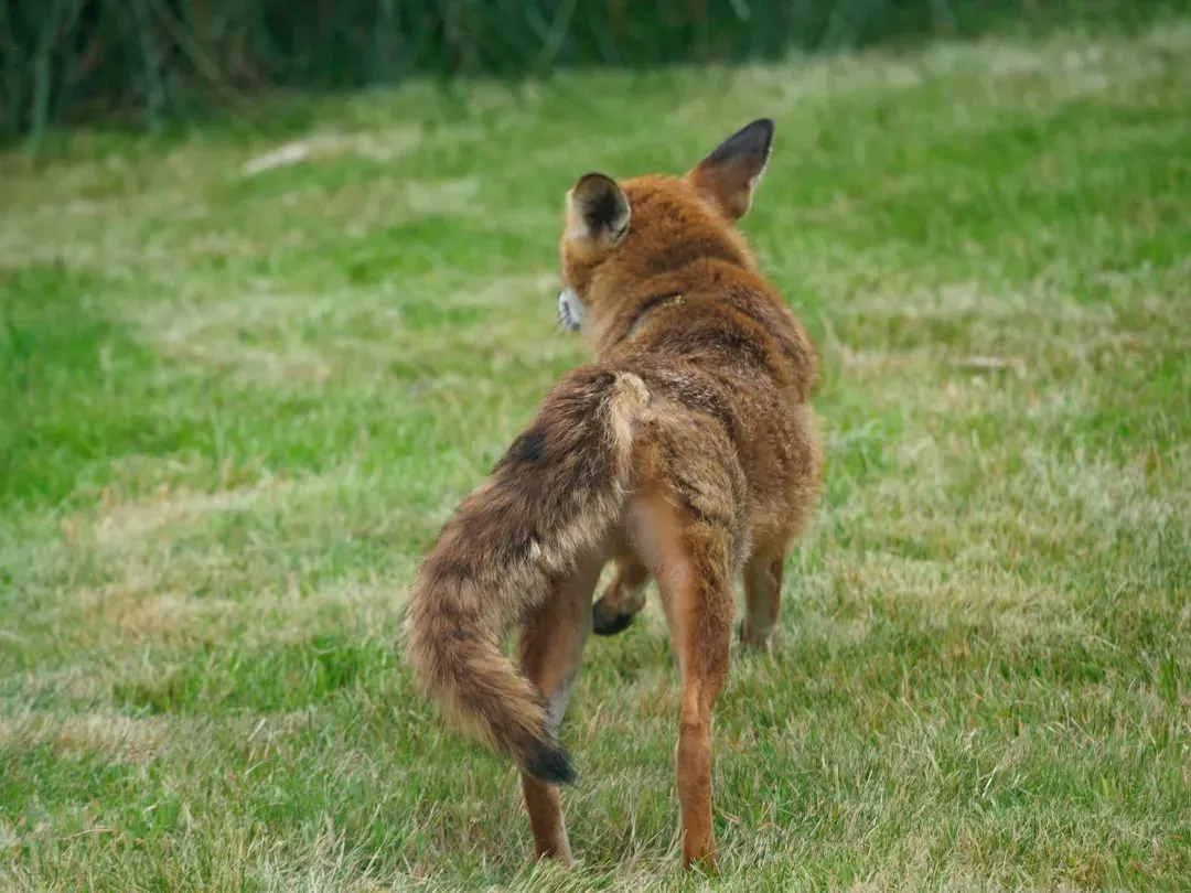 3. Their Ears Are Pinned Back and Their Tail Tells a Story (Image Credits: Unsplash)