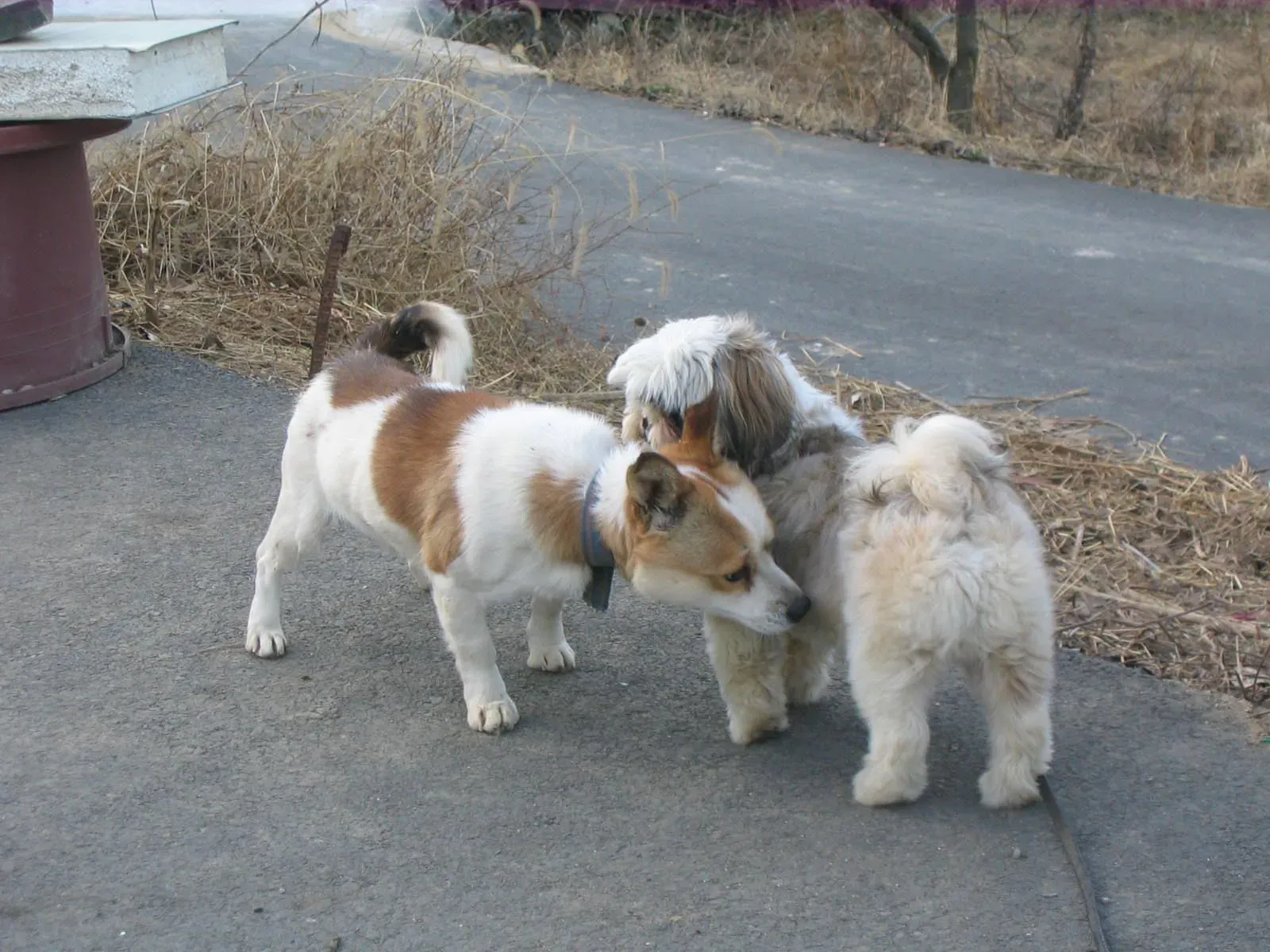 #4 - The New Dog Who Changed the Whole Walk (No machine-readable source provided. Own work assumed (based on copyright claims)., Public domain)