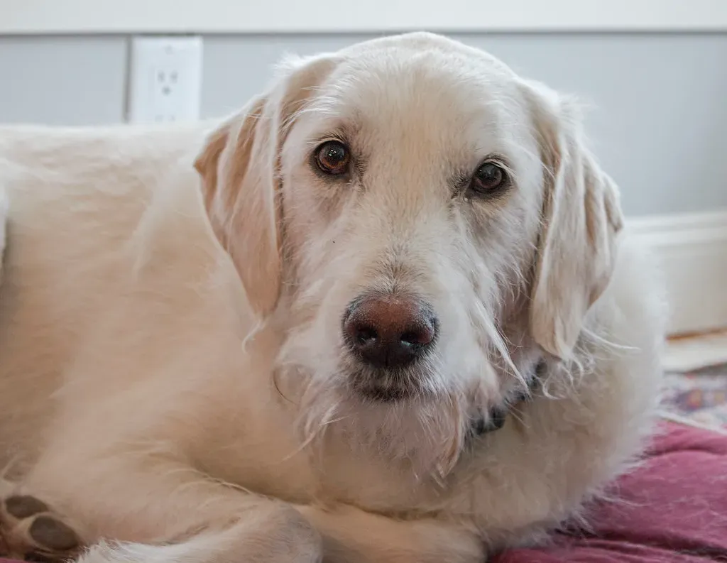 #1: Your Dog Is Constantly Reading Your Face (Muffet, Flickr, CC BY 2.0)