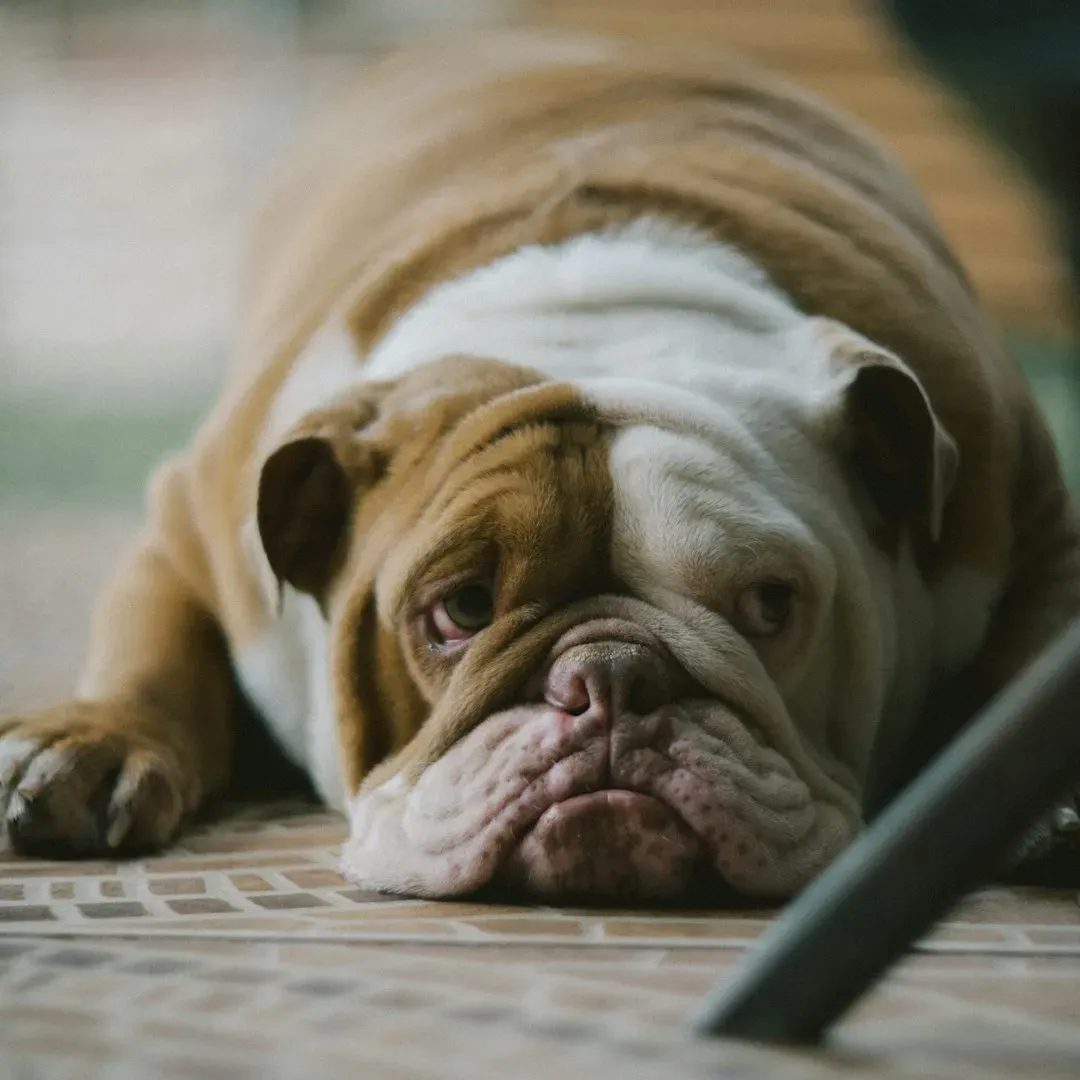 Boredom and Lack of Mental Stimulation Lead to Excessive Noise (Image Credits: Unsplash)