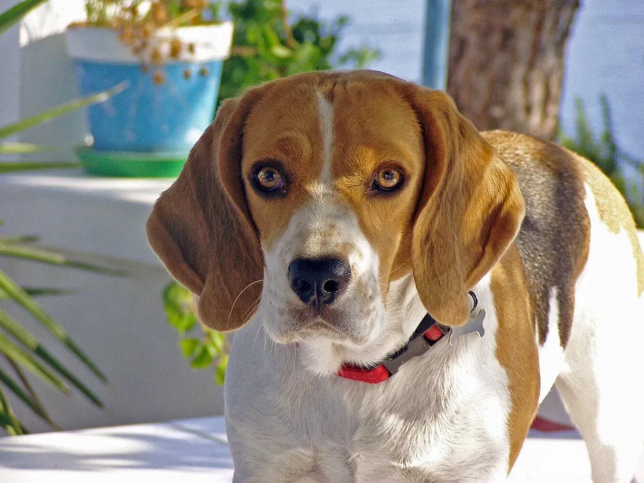 8. Beagle: The Scent-Driven Shadow (Image Credits: Pixabay)