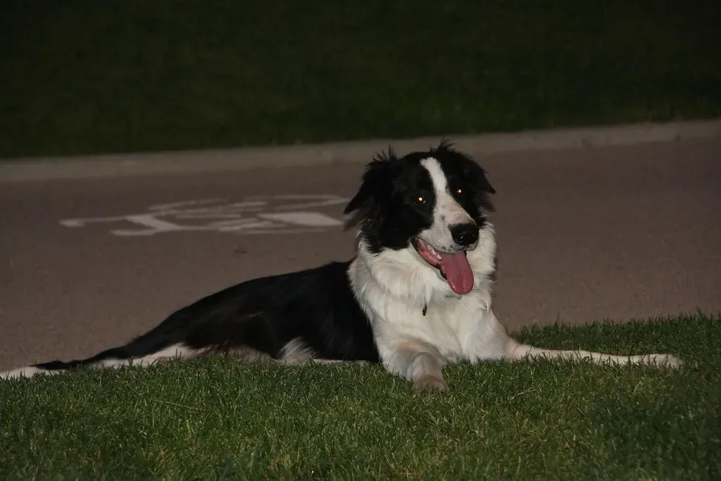 Border Collies: The Brilliant Workaholics Who Match Your Drive (Image Credits: Flickr)