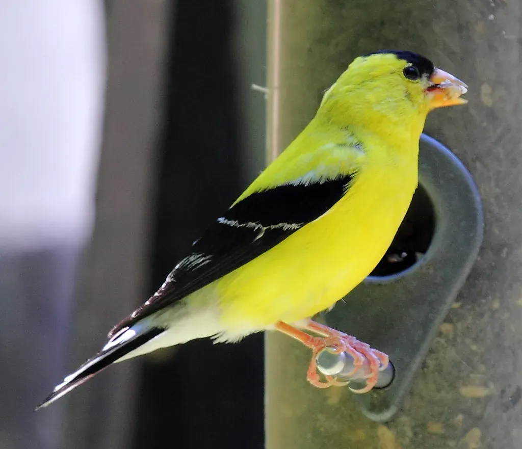 5. American Goldfinch: The Sunshine Bird with a Wardrobe Change (Image Credits: Flickr)