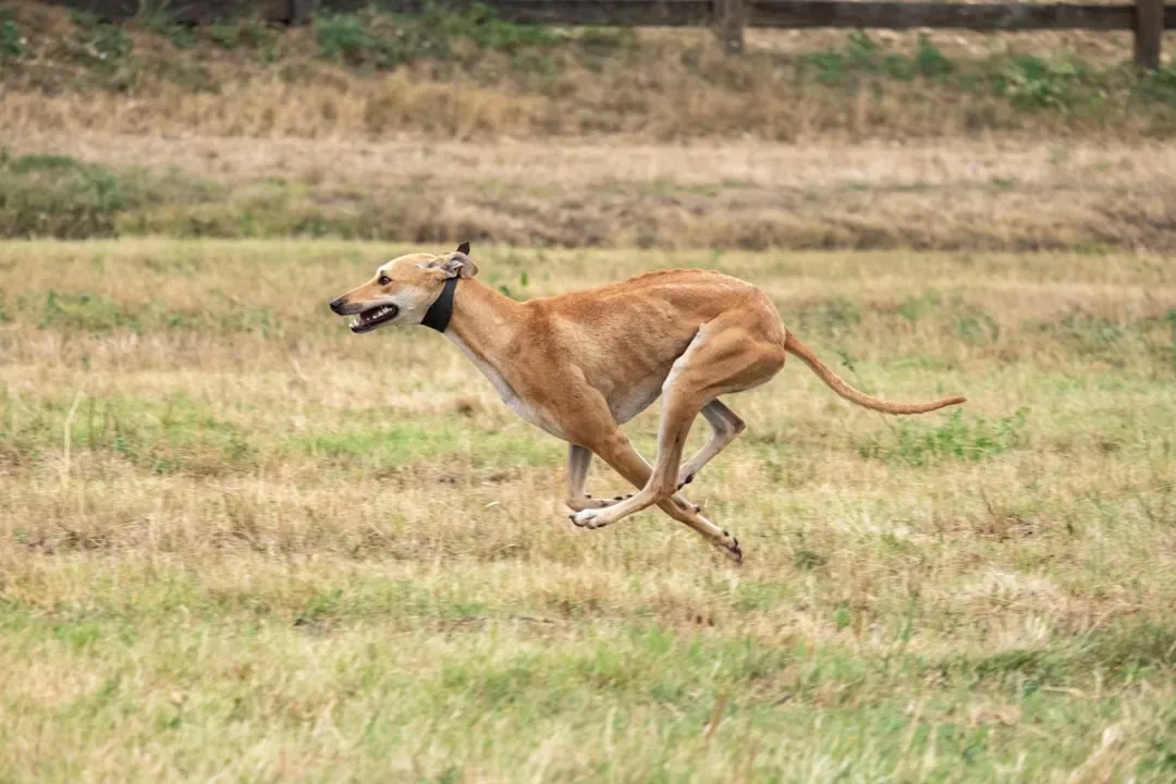 Sagittarius: Italian Greyhound – The Free-Spirited Explorer (Image Credits: Unsplash)