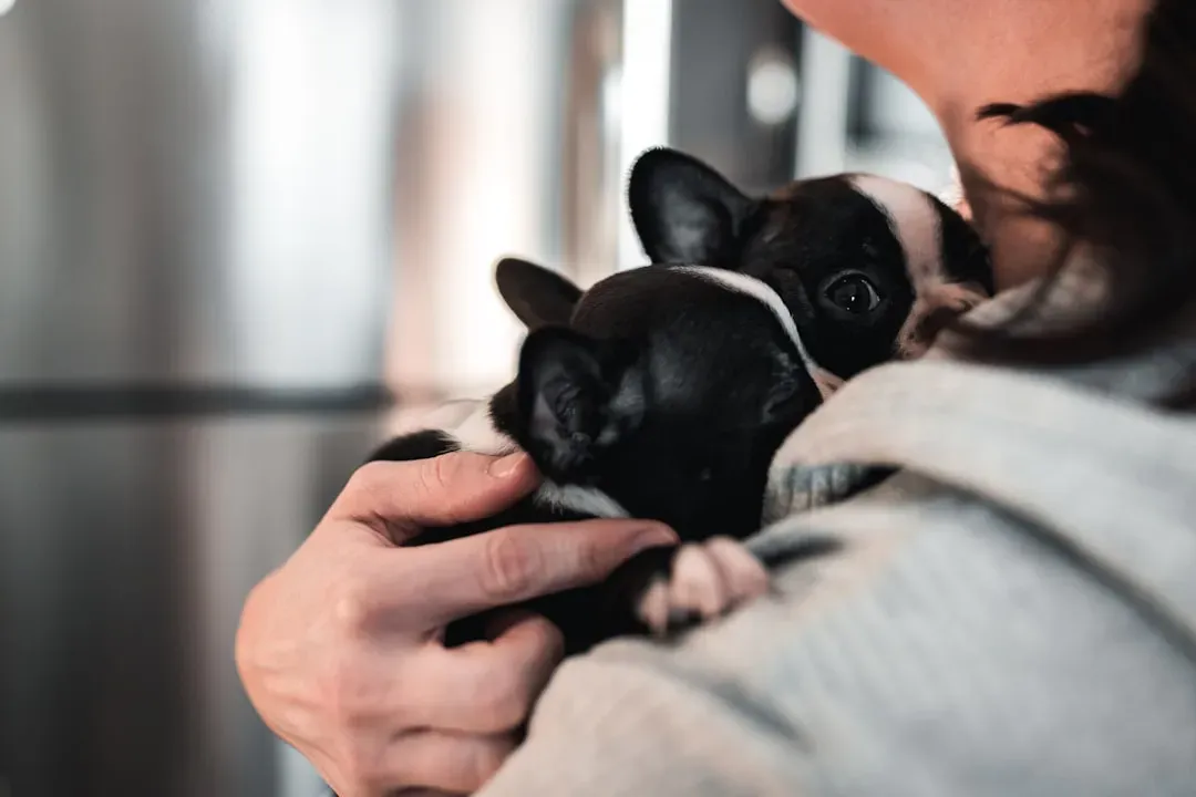 #5 French Bulldog (Image Credits: Unsplash)