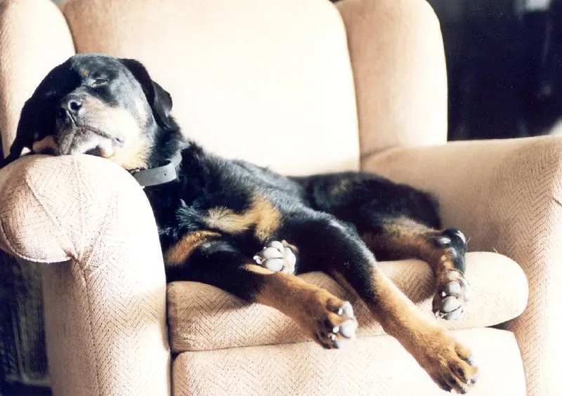 Rottweiler: The Misunderstood Sweetheart (Image Credits: Flickr)