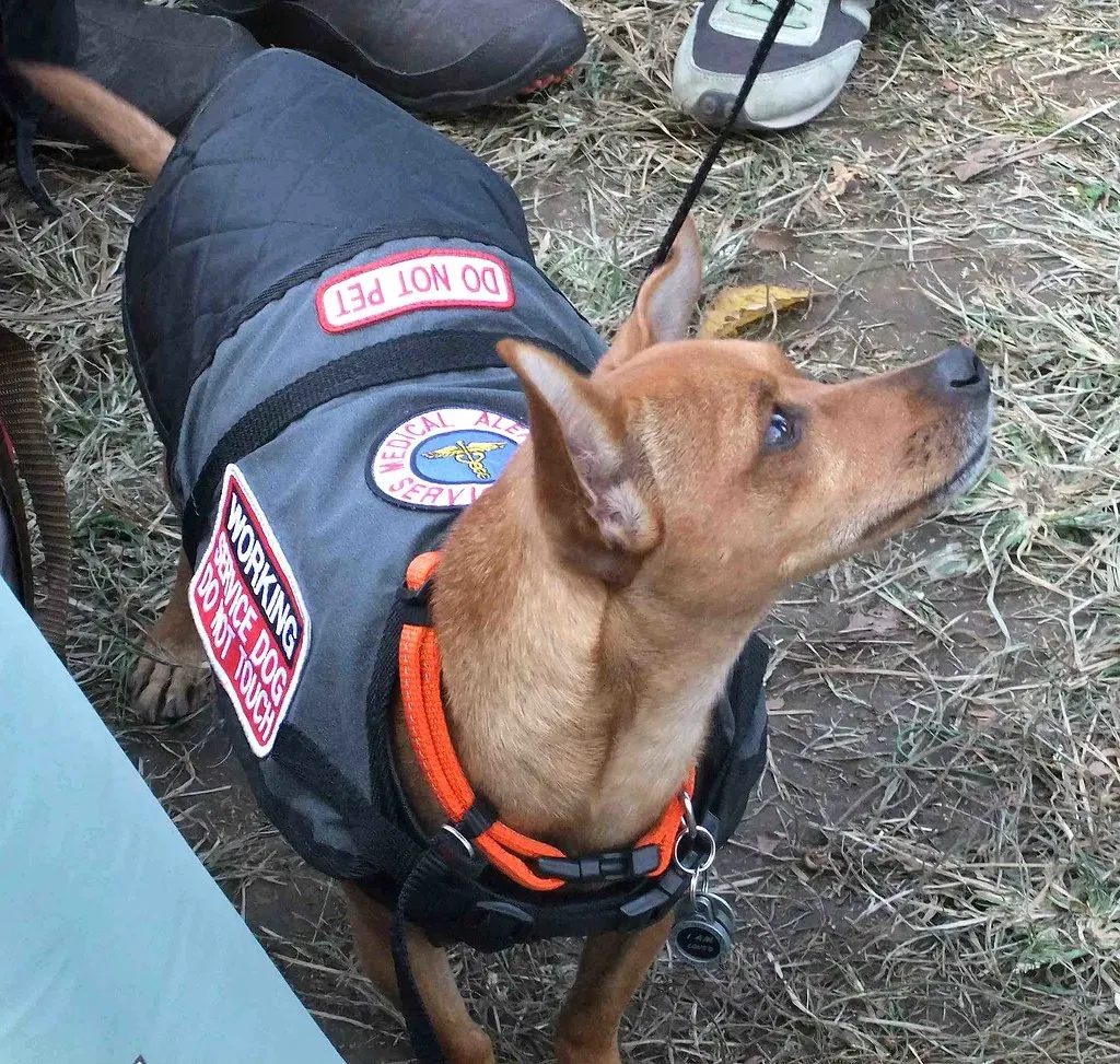 Practical Ways to Break the Stress Cycle for You and Your Dog (Image Credits: Flickr)