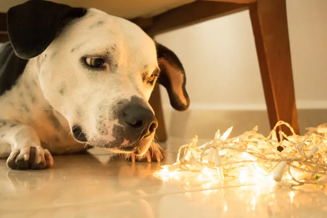 2. Fireworks: Festive for Us, Terrifying for Them (Image Credits: Unsplash)