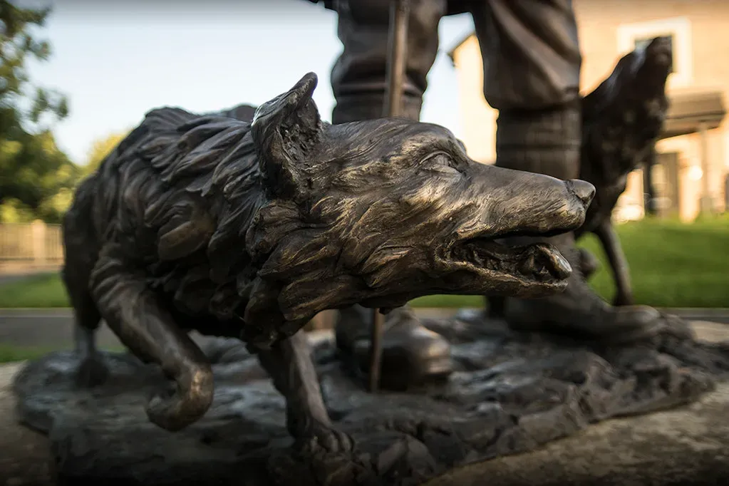 #4: The Border Collie - The Sentinel Who Stays (gizmo-the-bandit, Flickr, CC BY 2.0)