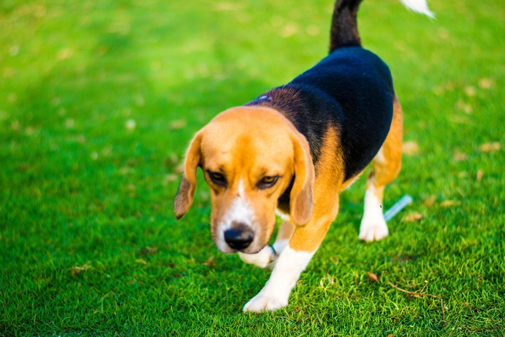 Beagle (Image Credits: Rawpixel)