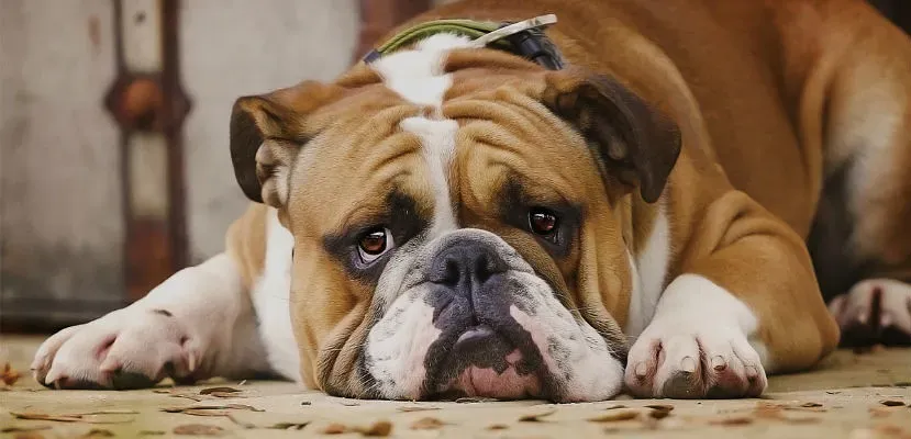 3. Ramps and Steps to Reach Their Favorite Places (Image Credits: Flickr)