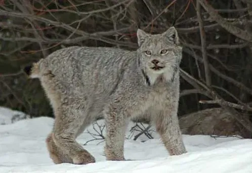 #7. The Canadian Lynx: Solitary, Cold, and Deeply Unsuited to Domestic Life (Oregon State University, Flickr, CC BY-SA 2.0)