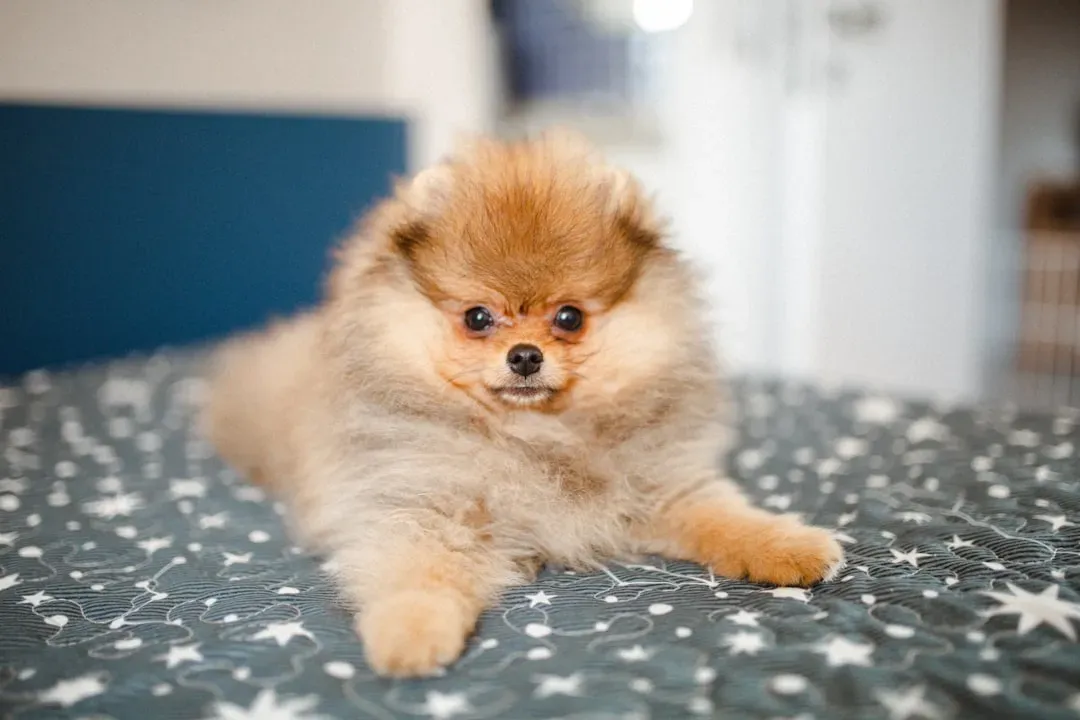 Capricorn: The Playful Pomeranian (Image Credits: Unsplash)
