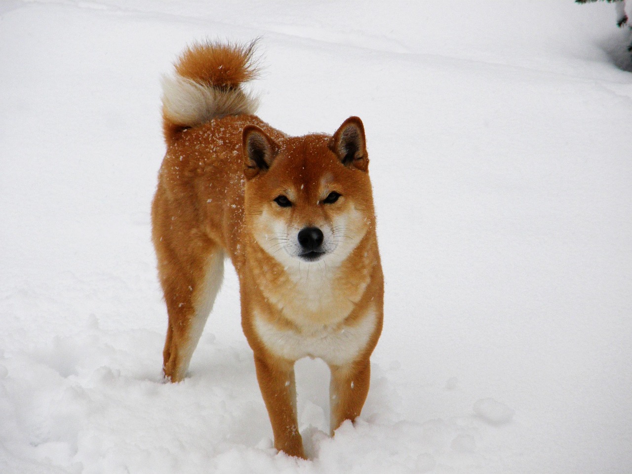 Shiba Inu (Image Credits: Pixabay)