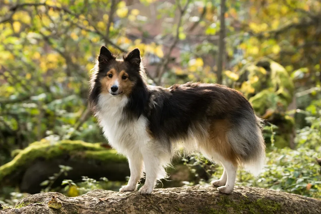 Sheltie: The Creature of Habit (Image Credits: Pixabay)