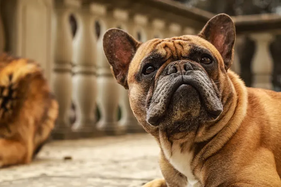 #12. French Bulldog - Low-Key Charm in a Compact Body (Image Credits: Pexels)