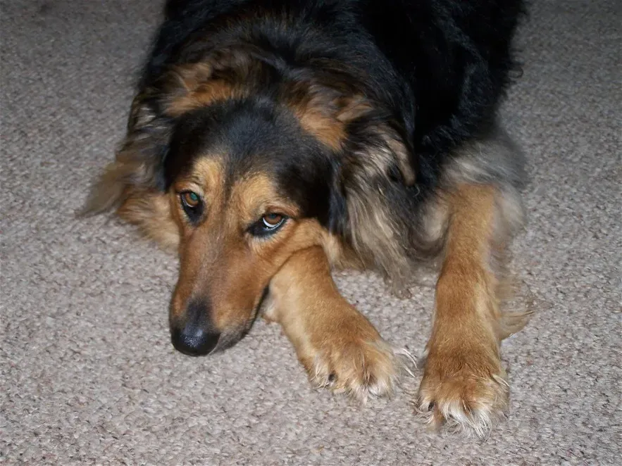 The Lonely Bark: When Your Dog Is Crying Out for Company (Image Credits: Flickr)