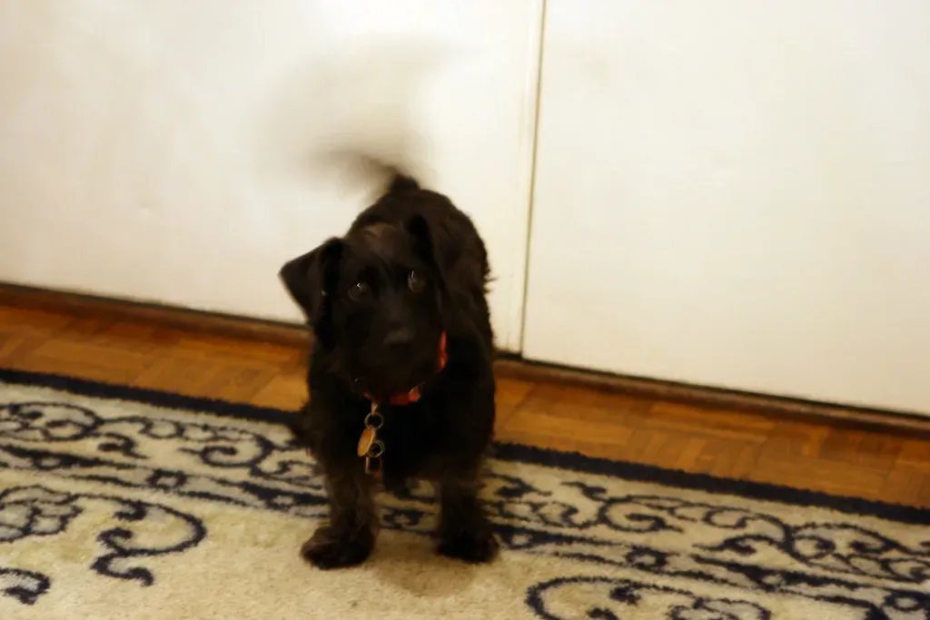 Puppies Learn to Wag – It Doesn't Come Naturally (quinn.anya, Flickr, CC BY-SA 2.0)