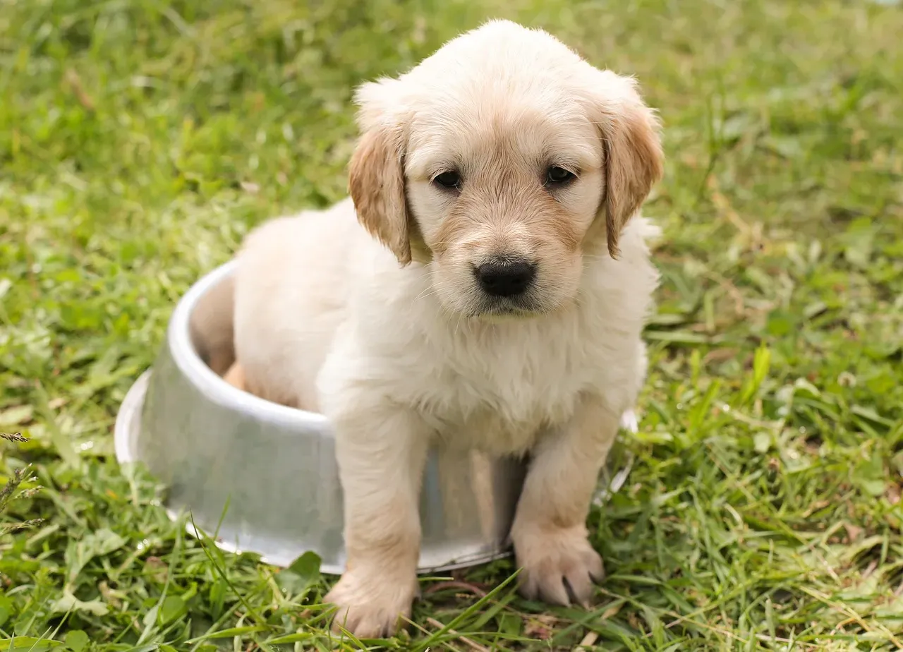 When a Sit Is a Calming Signal, Not a Protest (Image Credits: Pixabay)