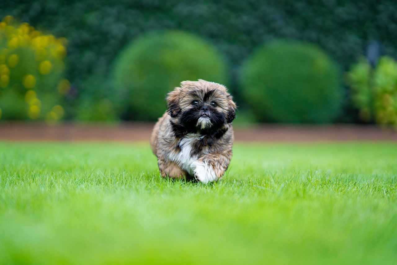 Virgo: The Reliable Shih Tzu (Image Credits: Pixabay)
