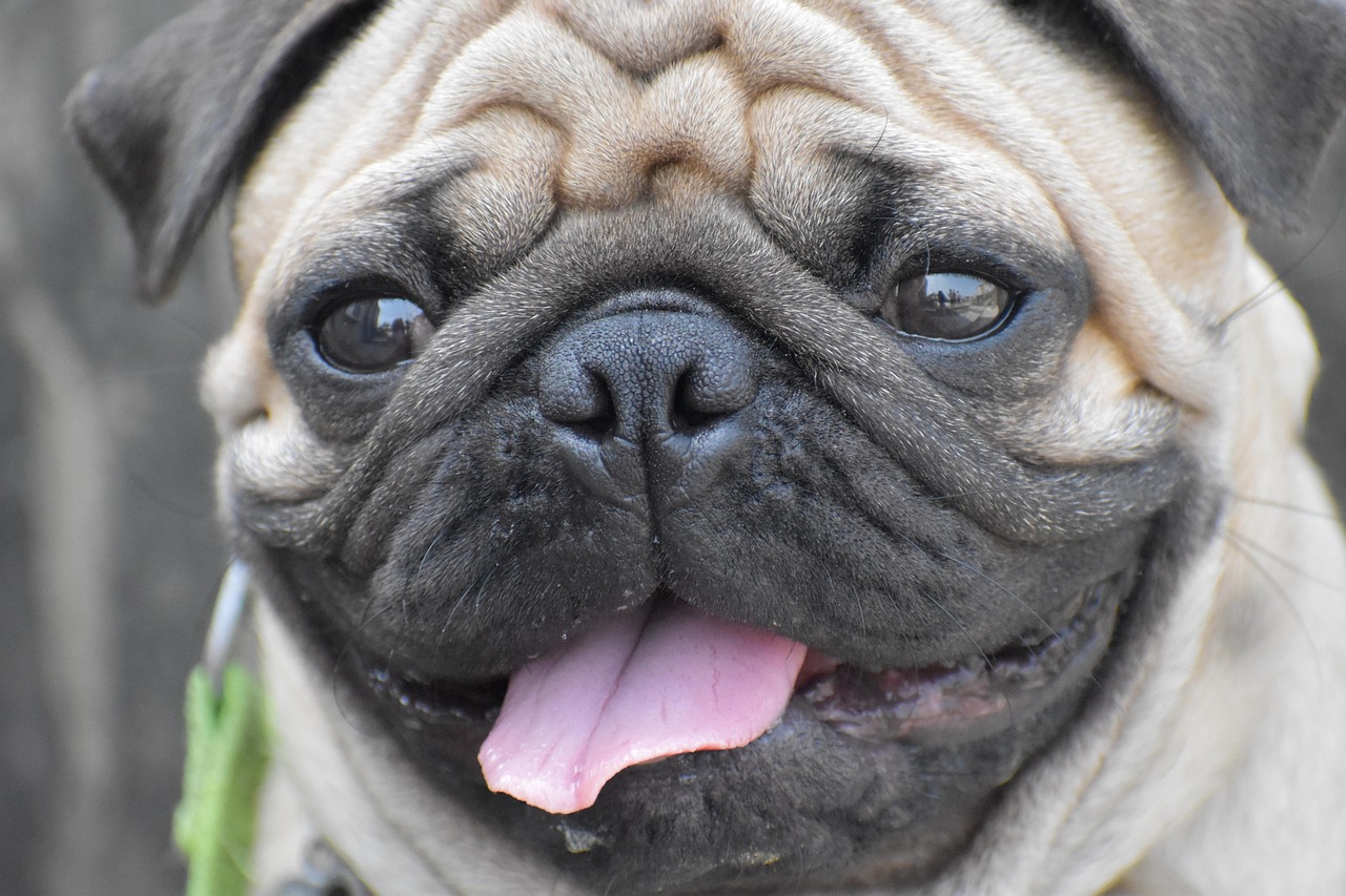 Wrinkle Maintenance Is a Daily Ritual (Image Credits: Pixabay)
