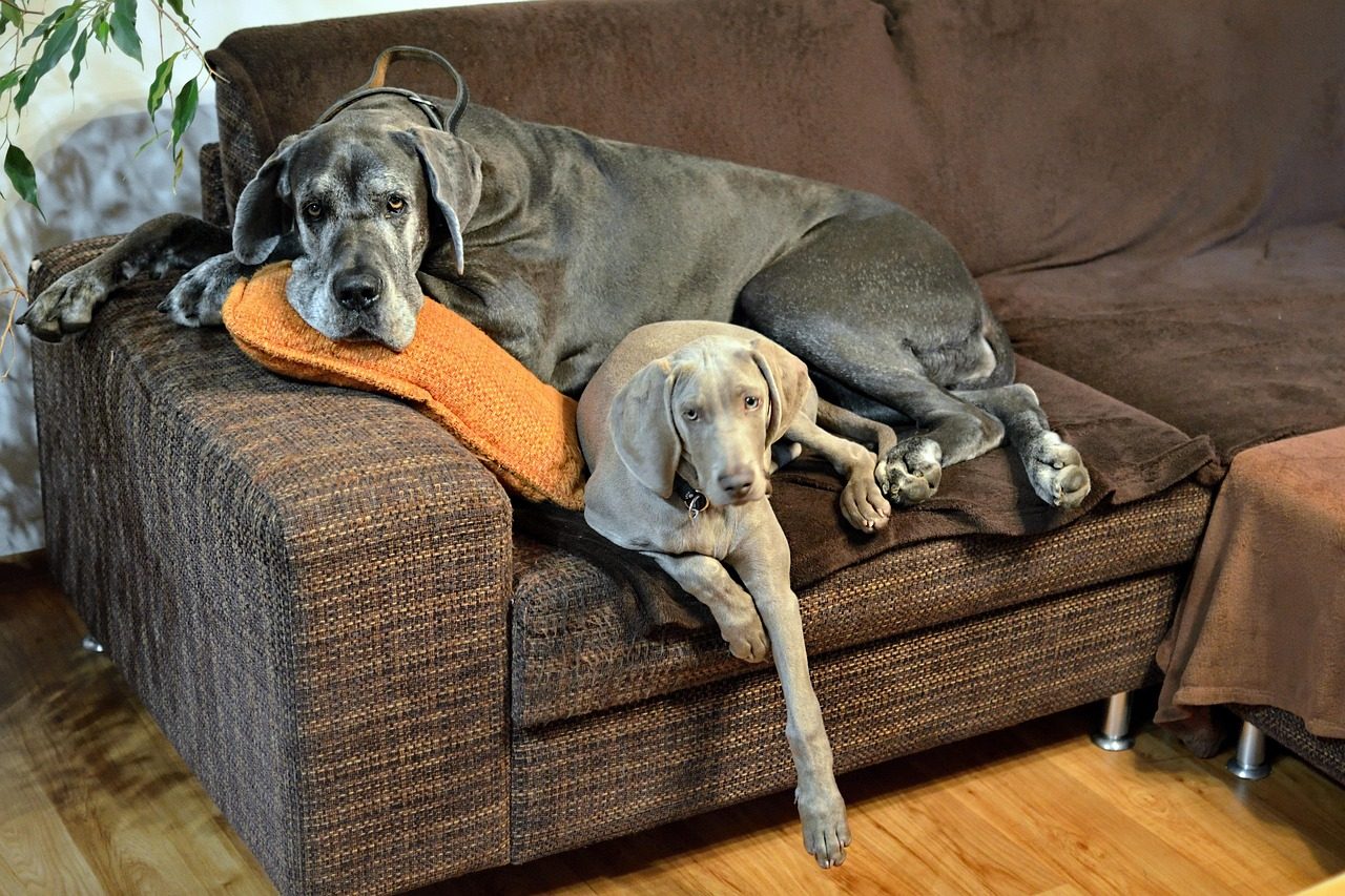 6. Great Dane: Gentle Giants Indoors (Image Credits: Pixabay)