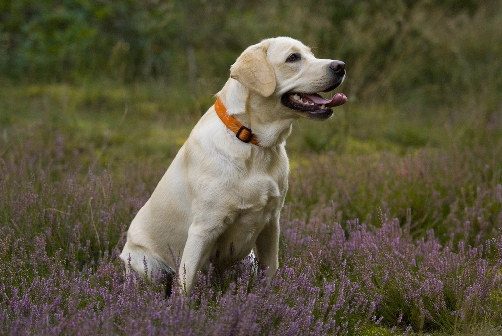 The Labrador's Methodical Nature (Image Credits: Rawpixel)