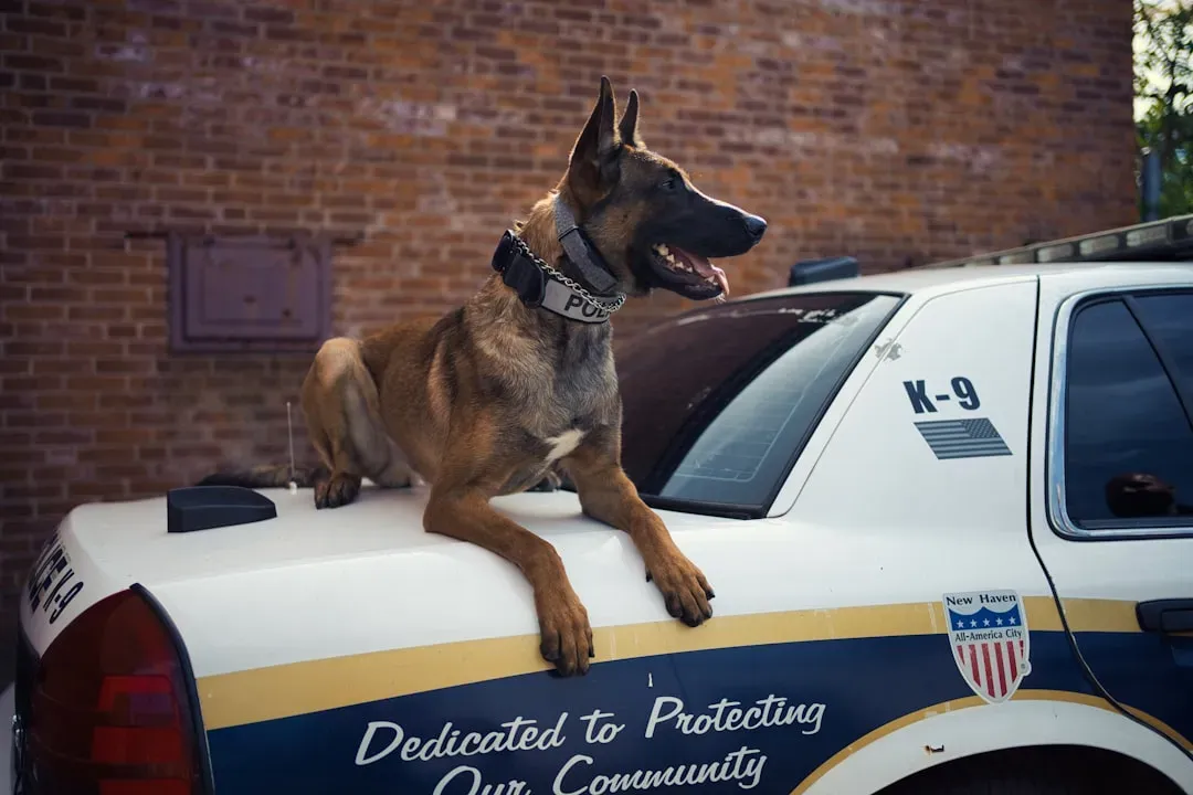 German Shepherd (Image Credits: Unsplash)