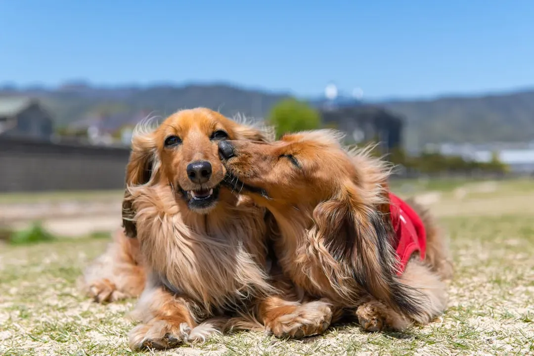4. The Dachshund: Big Attitude, Tiny Legs, Zero Self-Awareness (Image Credits: Unsplash)