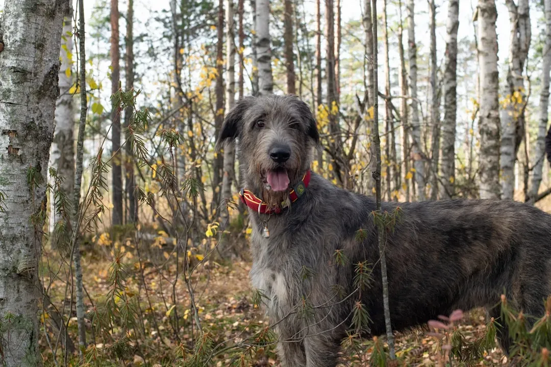 #5 - Irish Wolfhound (Image Credits: Unsplash)