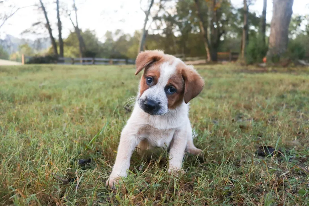 Head Tilting and Canine Intelligence: What Science Discovered (Image Credits: Unsplash)