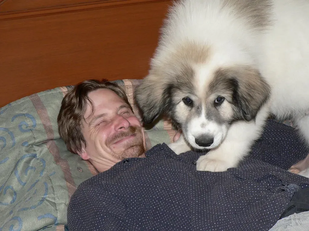 Great Pyrenees: The Majestic Mountain Guardian (Image Credits: Flickr)