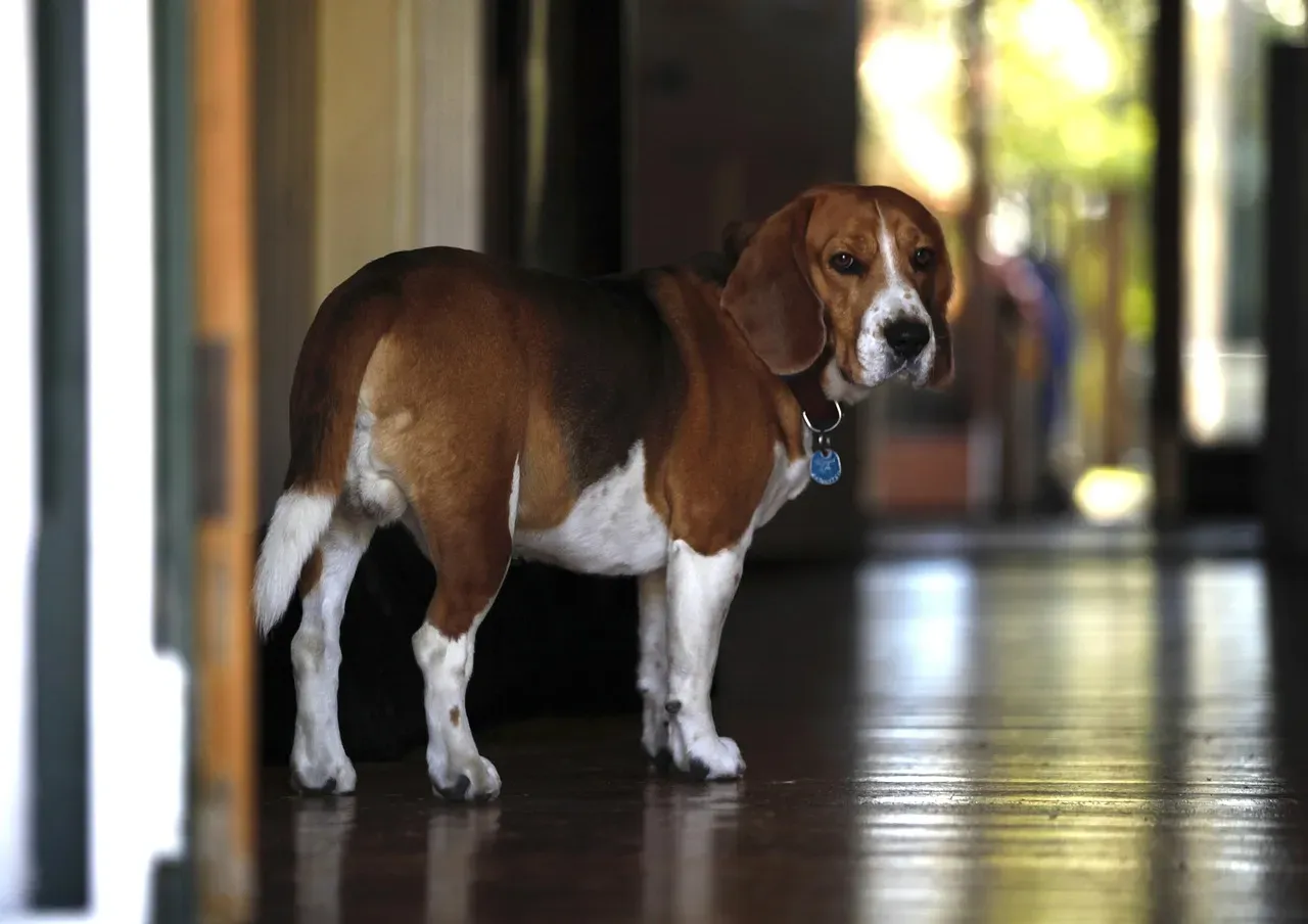 4. Beagle: The Merry Family Favorite (Image Credits: Pixabay)