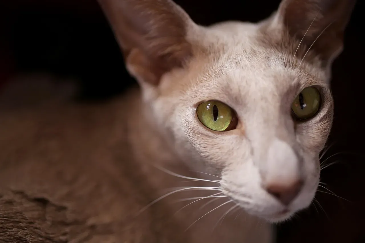 6. Oriental Shorthair: Elegant Look, Everyday Costs (Image Credits: Pixabay)