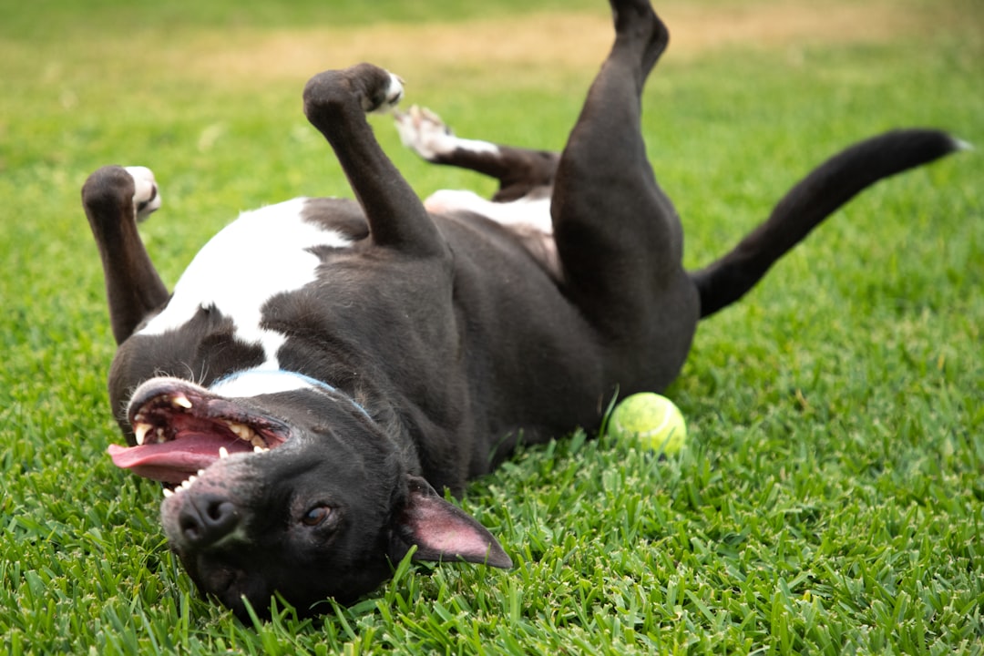 Gemini Dogs: The Social Butterflies (Image Credits: Unsplash)