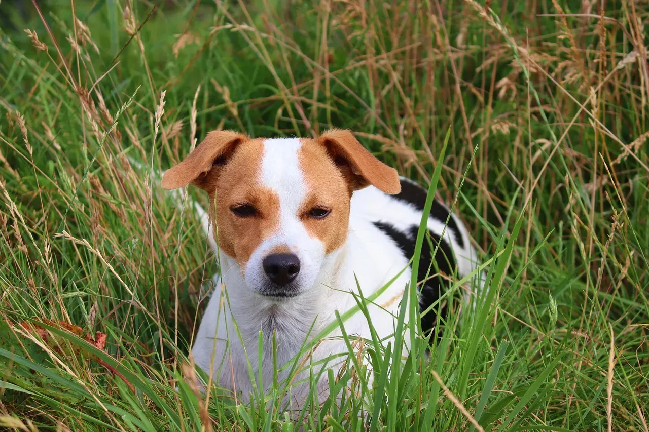 Conclusion: Your Dog’s Nose Is Reading a Story You Forget You’re Telling (Image Credits: Pixabay)