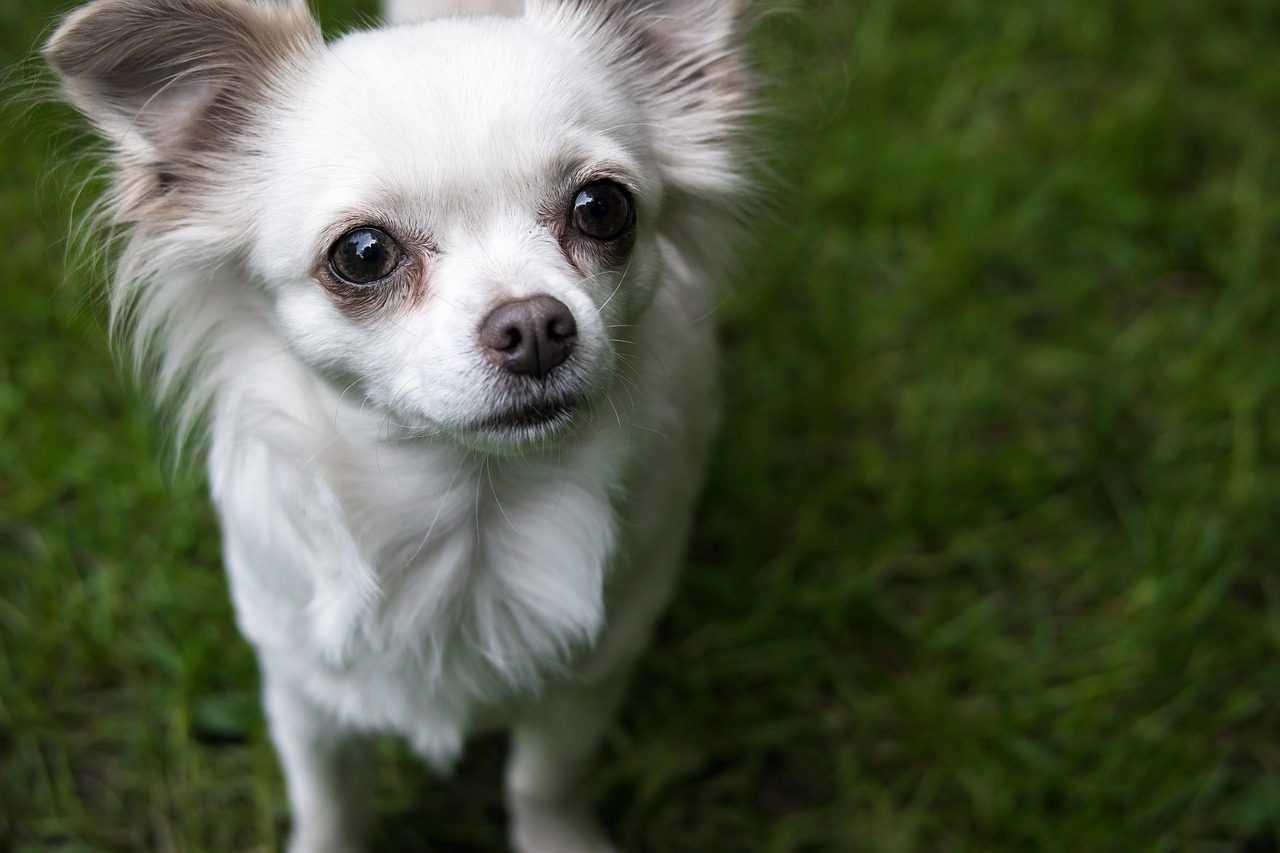 Chihuahua: The Mighty Devotee in a Tiny Package (Image Credits: Pixabay)