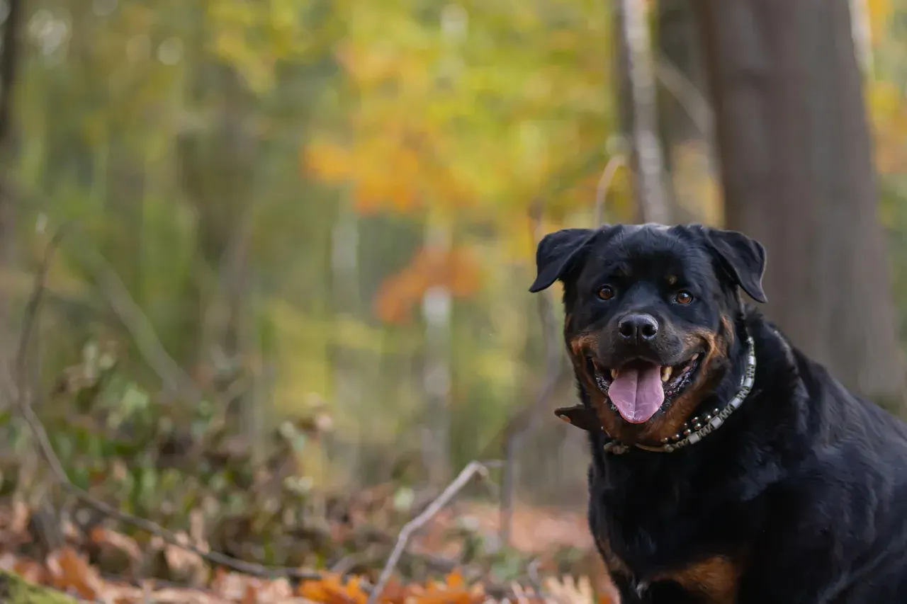 Sagittarius: Free Spirits with Strong Foundations (Image Credits: Pixabay)