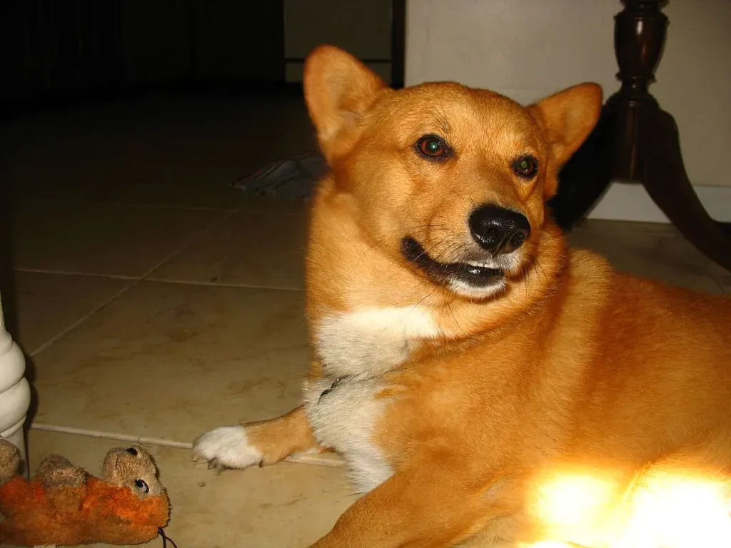 Universal Care Tips for All Zodiac-Small Dog Pairings (Image Credits: Flickr)