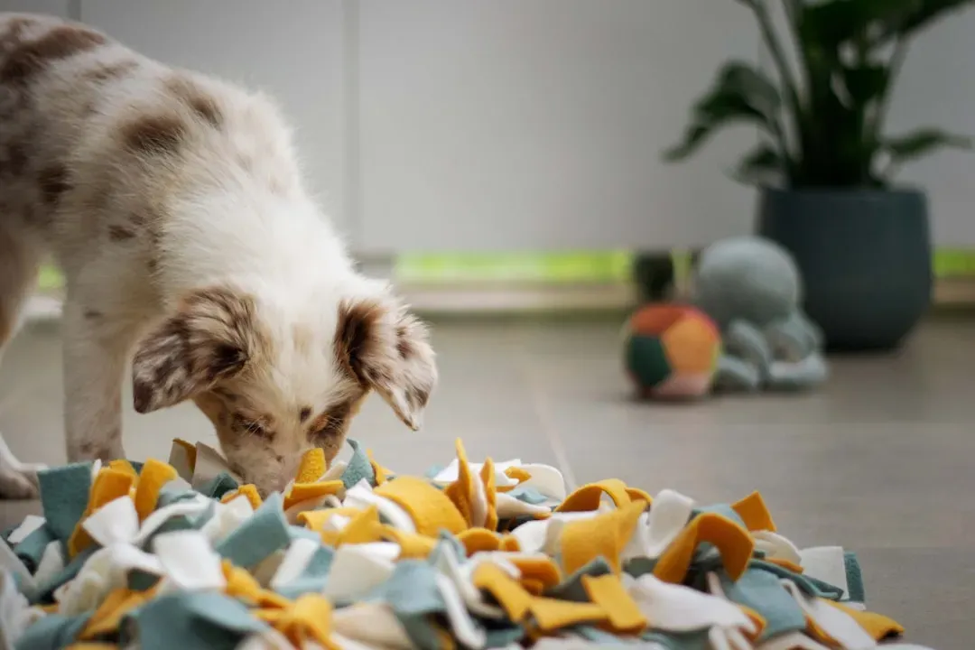 #10 - Sniffing Out Dirty Laundry and Backpacks (Image Credits: Unsplash)