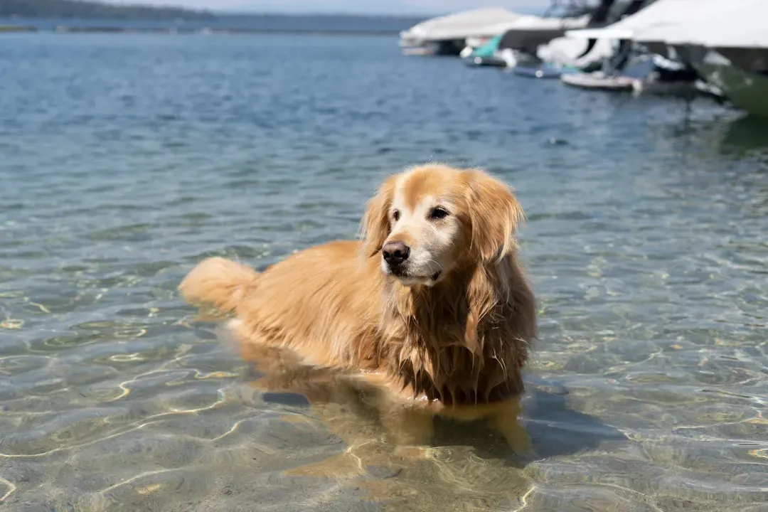 12. Dolphin (Water Spirit) – Golden Retriever (Image Credits: Unsplash)