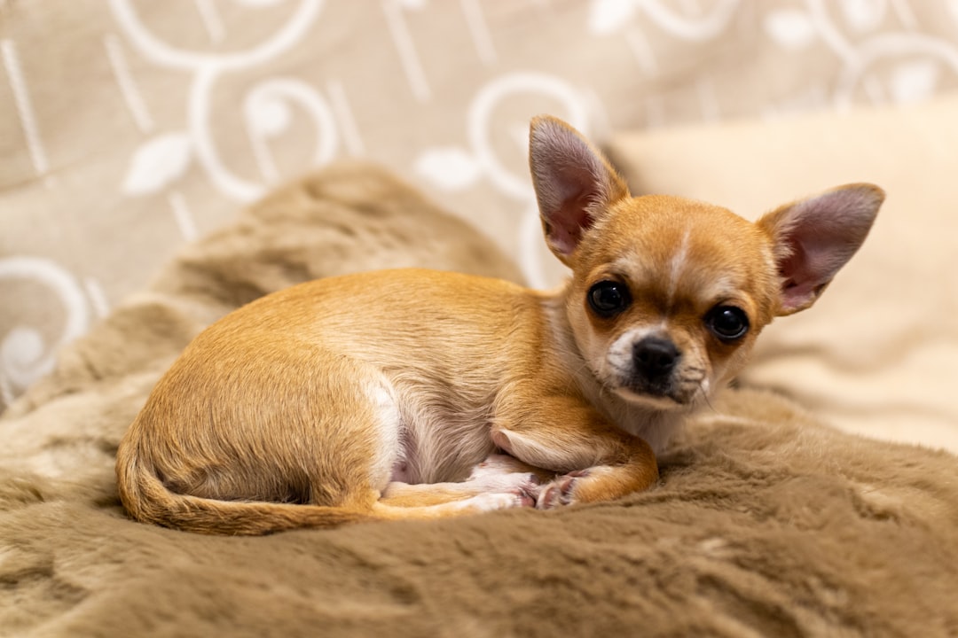 Chihuahua: Tiny Dog, Giant Personality (Image Credits: Unsplash)