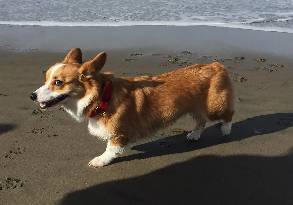 5. The Whale Eye Stare (btwashburn, Flickr, CC BY 2.0)