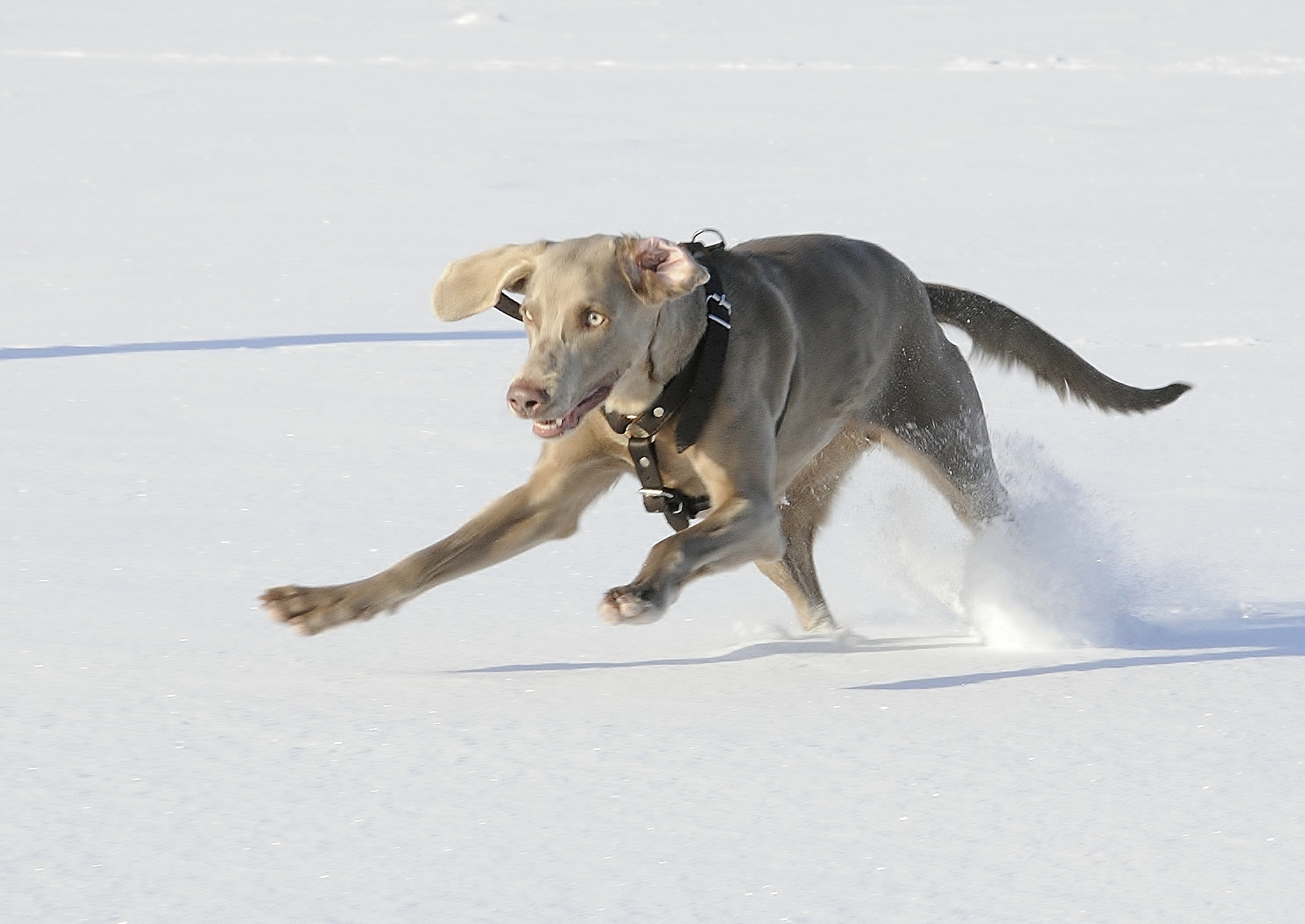 Weimaraners: The Gray Ghosts That Never Rest (Image Credits: Wikimedia)